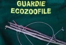Cane trovato intrappolato in cappio metallico, sequestrate altre trappole
