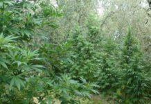 Maxi piantagione di marijuana scoperta a Nicotera, tre arresti