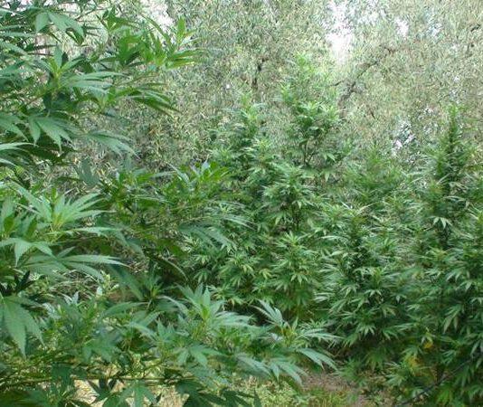 Maxi piantagione di marijuana scoperta a Nicotera, tre arresti
