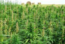 Scoperta piantagione canapa indiana, un arresto