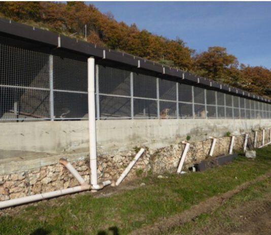 Canile di Mendicino- conclusioni indagini