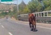 Segnalazione mucca in autostrada altezza Serra San Bruno