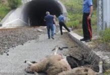 Treno investe gregge sui binari- disagi traffico ferroviario