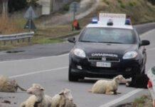 Auto contro gregge pecore, illeso conducente, morti animali