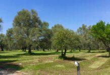 Rosarno, altro furto Parco Archeologico, il Sindaco: convocazione urgente tavolo tecnico