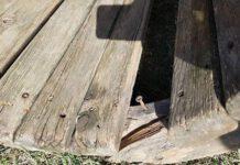 Associazione Fidelitas: “Riparare il tunnel del passeggio nel Parco Fabiana Luzzi”