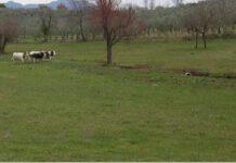 Coldiretti:Trovano conferma le responsabilità dirette del Dipartimento Agricoltura: penalizzati seimila allevatori