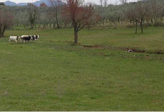 Coldiretti:Trovano conferma le responsabilità dirette del Dipartimento Agricoltura: penalizzati seimila allevatori