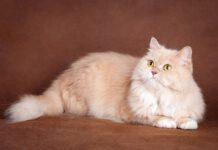 Lascia eredità amica purché si prenda cura della sua gatta- Familiari fanno causa ma perdono