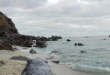 Carcassa capodoglio trovata a Parghelia