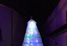 A Rosarno concorso “l’albero più bello”