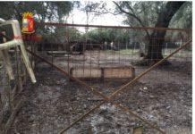 Focus ’ndrangheta: controlli a Polistena, Maropati, Melicucco, Cinquefrondi, Galatro e Feroleto della Chiesa