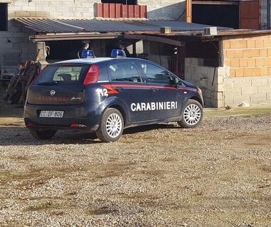 Controlli carabinieri tra Polistena e Cittanova, sequestrata azienda zootecnica