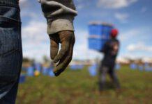 Operaio cade da albero e si rompe braccio, agricoltore non lo aiuta, denunciato per caporalato
