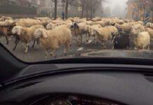 Polistena- Esame problematica greggi con relativa esposizione mediatica in negativo della città. Provvedimenti.