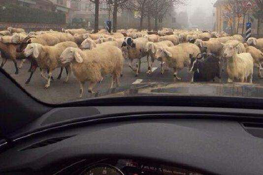 Polistena- Esame problematica greggi con relativa esposizione mediatica in negativo della città. Provvedimenti.