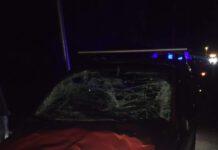 Ancora un incidente causato da “vacche sacre”