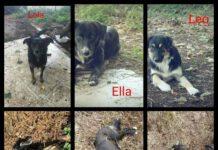 Palmi, avvelenati tre cagnolini