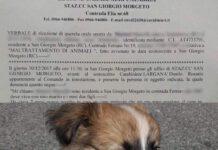 Cagnolini avvelenati in Contrada Ferraro a San Giorgio, padroni sporgono denuncia