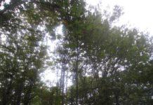 Sorpreso a tagliare albero castagno, arrestato