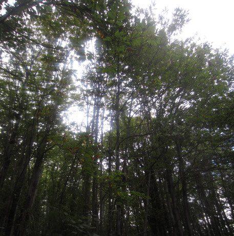 Sorpreso a tagliare albero castagno, arrestato