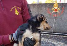 Vigili del fuoco salvano cucciolo cane intrappolato in vespaio