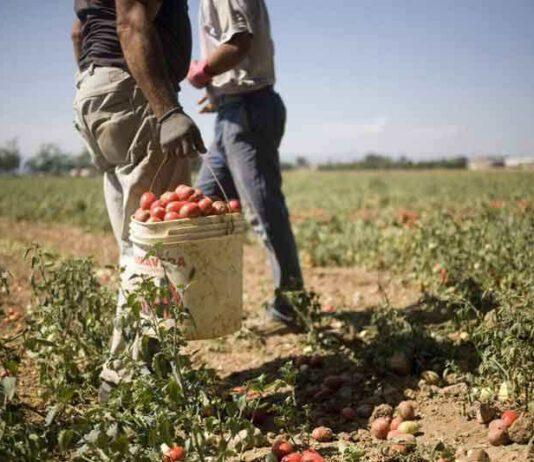 Lotta al caporalato nella Piana, operazione interforze