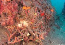 Nicotera, scoperte colonie di corallo madreporario arborescente