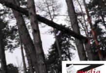 Maltempo Calabria- Palmi, albero si abbatte su cavi Enel