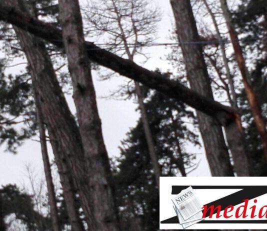 Maltempo Calabria- Palmi, albero si abbatte su cavi Enel