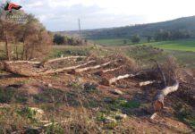 Sorpreso a tagliare alberi in pineta, denunciato