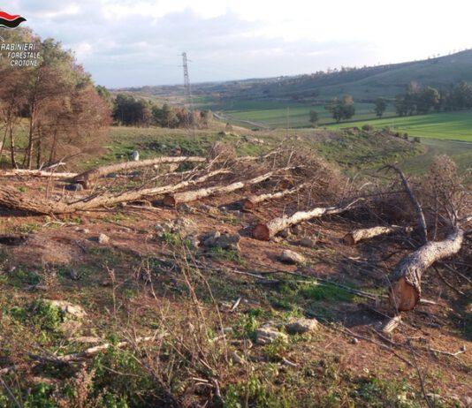 Sorpreso a tagliare alberi in pineta, denunciato
