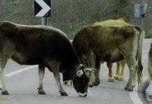 Cittanova, istituita la “Task Force” per contrastare il fenomeno delle vacche sacre