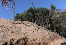 Taglio abusivo di alberi, una denuncia