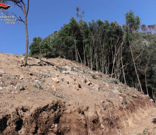 Taglio abusivo di alberi, una denuncia