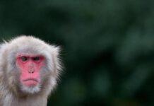 Test gas di scarico su scimmie e cavie umane