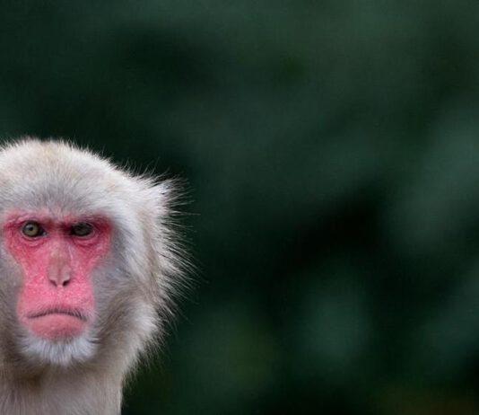 Test gas di scarico su scimmie e cavie umane