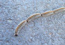 “Processionaria del Pino”, Parco dell’Aspromonte avvia azione di sistema a Canolo