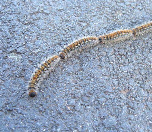 “Processionaria del Pino”, Parco dell’Aspromonte avvia azione di sistema a Canolo