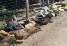 Strage di cani 40 randagi avvelenati