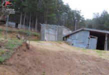 Manufatto abusivo in pineta, denunciata donna