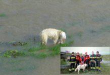 Cane abbandonato nel fiume con la testa in un sacchetto, salvato dai vigili del fuoco