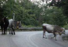 Simulazione della “Task Force” per contrastare il fenomeno delle vacche sacre. Servizi dalla prossima settimana
