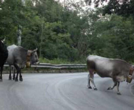 Simulazione della “Task Force” per contrastare il fenomeno delle vacche sacre. Servizi dalla prossima settimana