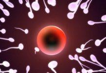 Infertilità: in 4 donne su 5 è colpa dell’età. A 40 anni la probabilità di gravidanza scende al 5%