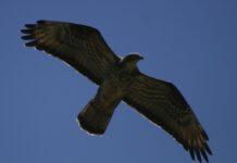 Parco Aspromonte organizza corso su riconoscimento degli uccelli rapaci europei