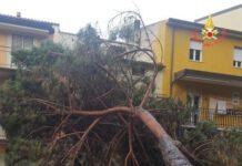 Albero crolla su palazzo