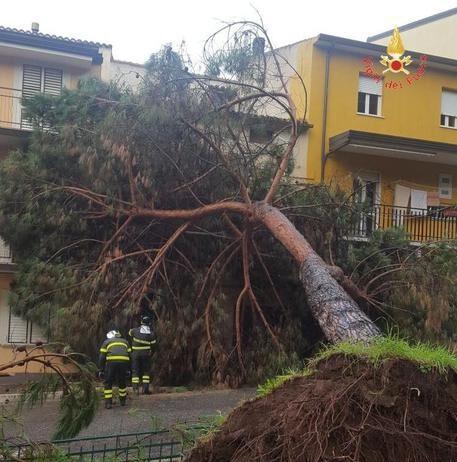 Albero crolla su palazzo