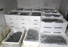 Sequestrati quattro quintali di novellame di sarda