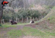 Cinquefrondi, una denuncia per pascolo abusivo